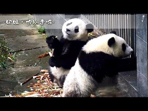 《熊貓早晚安》奶媽，你別走呀~ | iPanda熊貓頻道