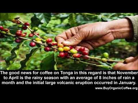 Effect of Volcanic Ash on Coffee Plants