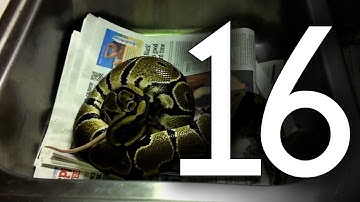 Ball Python Eats Mouse