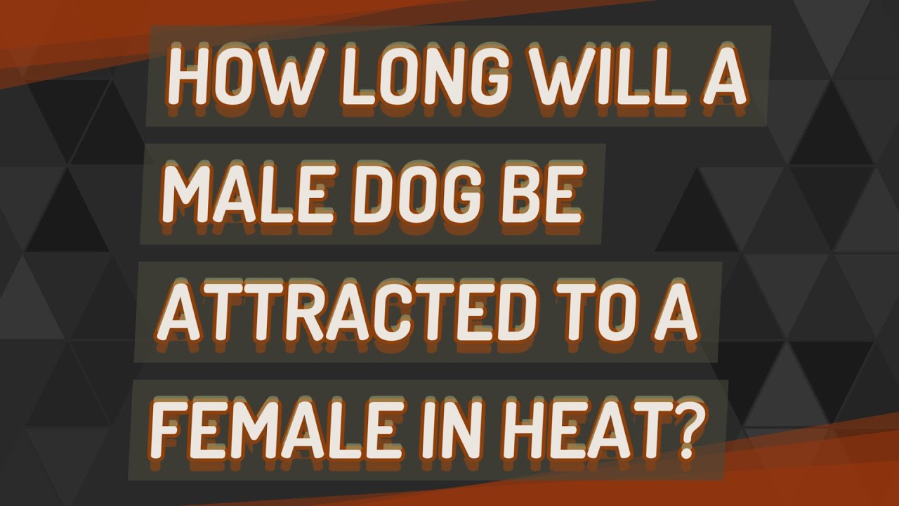 How Long Are Male Dogs Attracted To Females In Heat