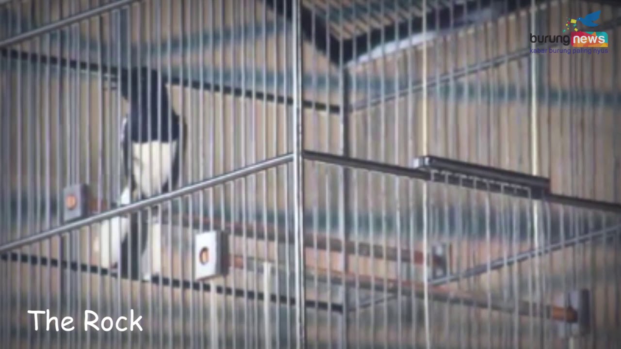 Aksi Kacer The Rock Di Sri Aji Joyoboyo Kediri 11 Agustus 2019