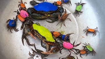 Thảo Cady đi bắt các con vật trong sân, con cua, khủng long, xe tăng, siêu nhân -Part 1820