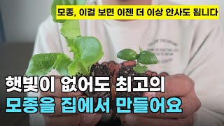 131.햇빛이 부족한 가정에서도 완벽한 모종을 쉽게 만들 수 있는 간단한 방법입니다