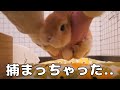 爪切りが怖くて身を隠そうとしたけど結局こうなってしまったうさぎ【No.330】