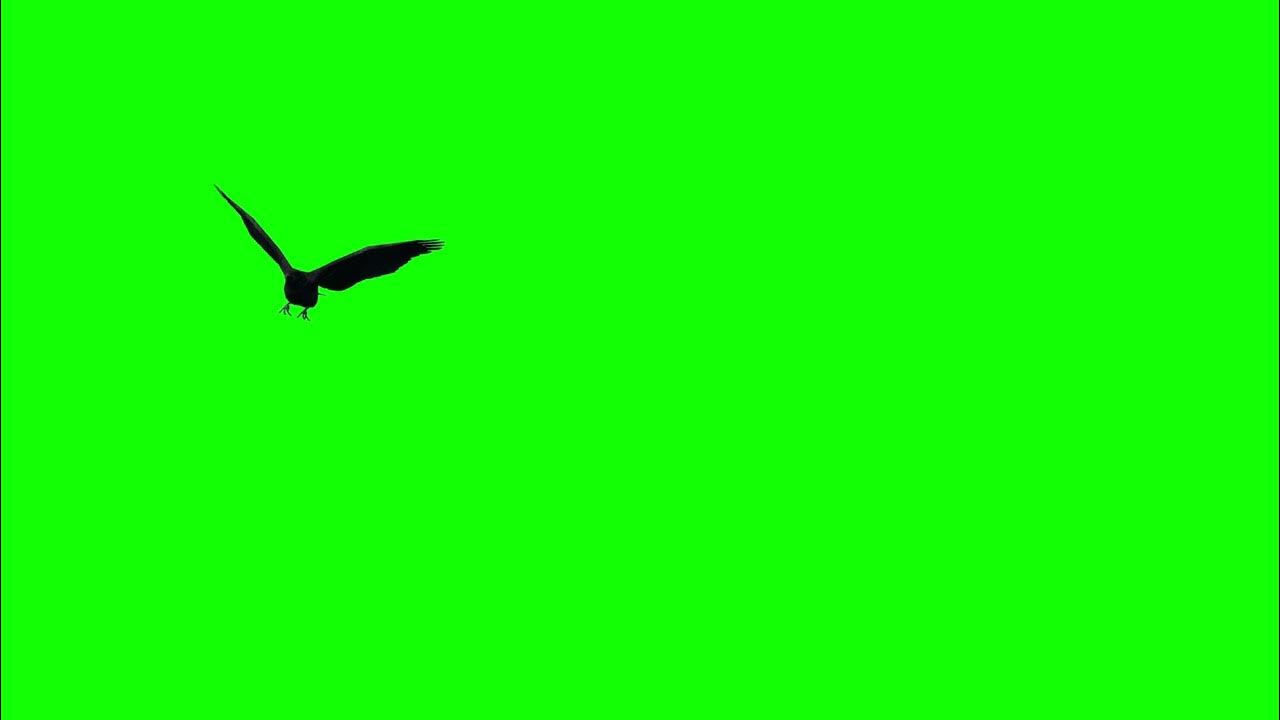 Fly green