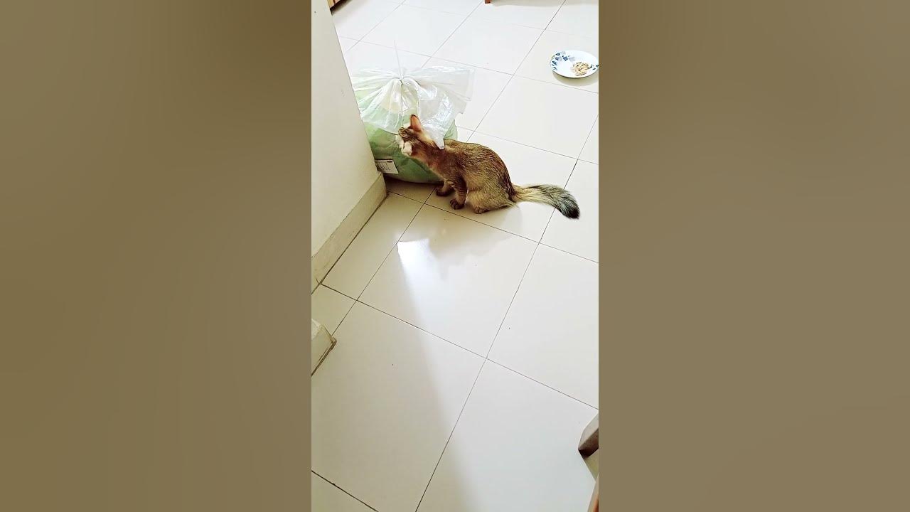 Alfa Miam try to open cat food bag(cat food)shorts YouTube