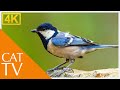 Cat TV - Video for Cats to Watch - Summer Birds and Animals in The Woods (4K)