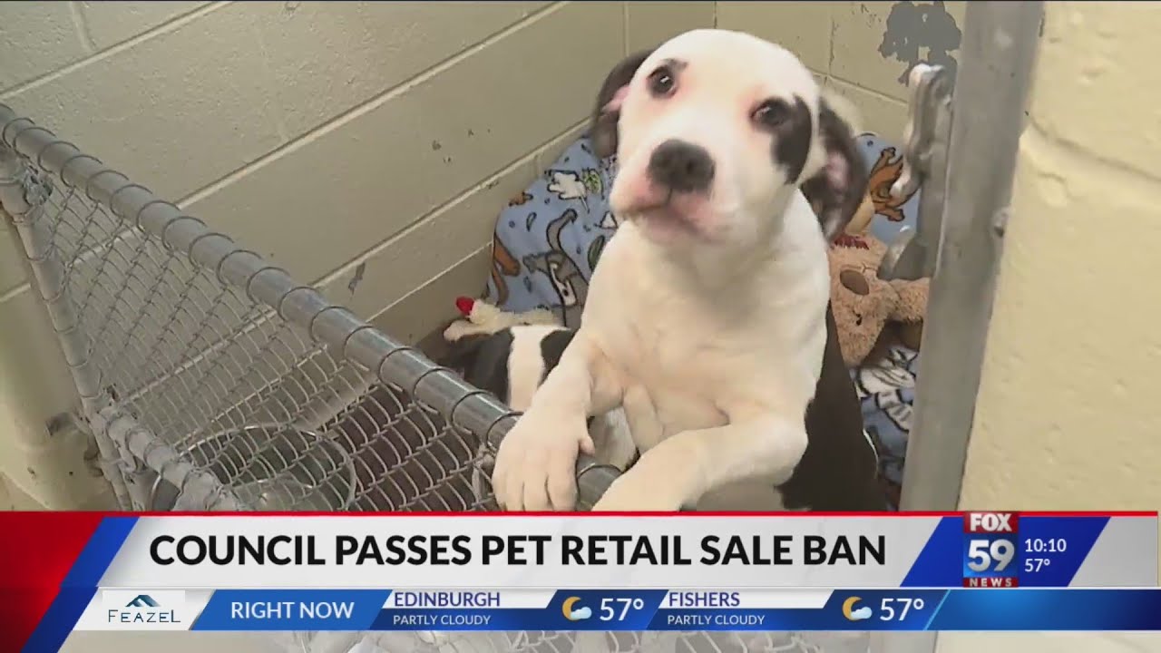 Indianapolis citycounty council passes pet store sales ban YouTube
