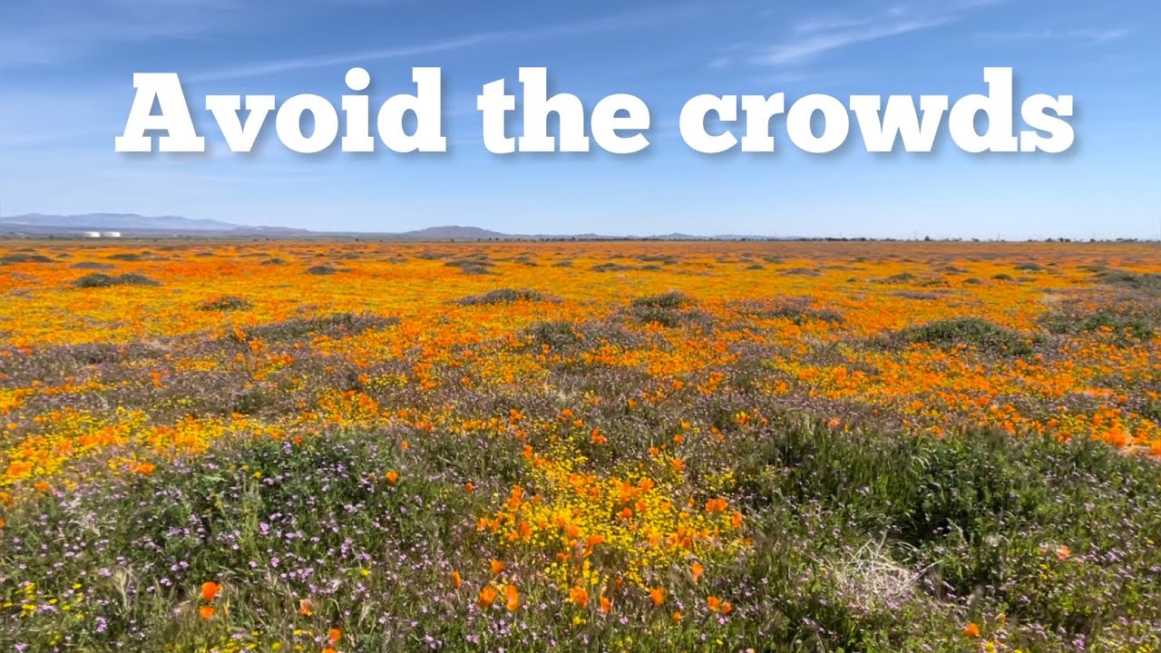 Where to see ( super bloom ? ) poppy flowers in   The Antelope Valley with less crowds !