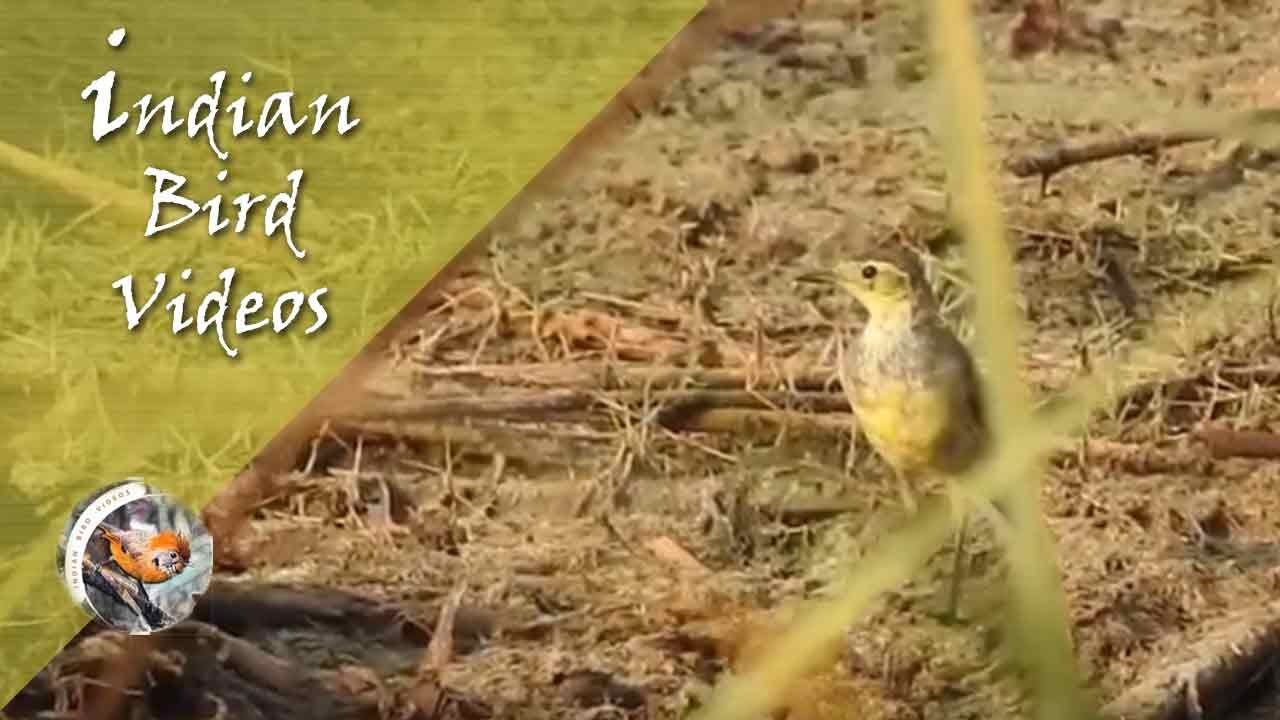 The Citrine Wagtail (Motacilla citreola) - Indian Bird Videos