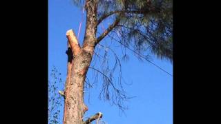 DIGGER PINE REMOVAL
