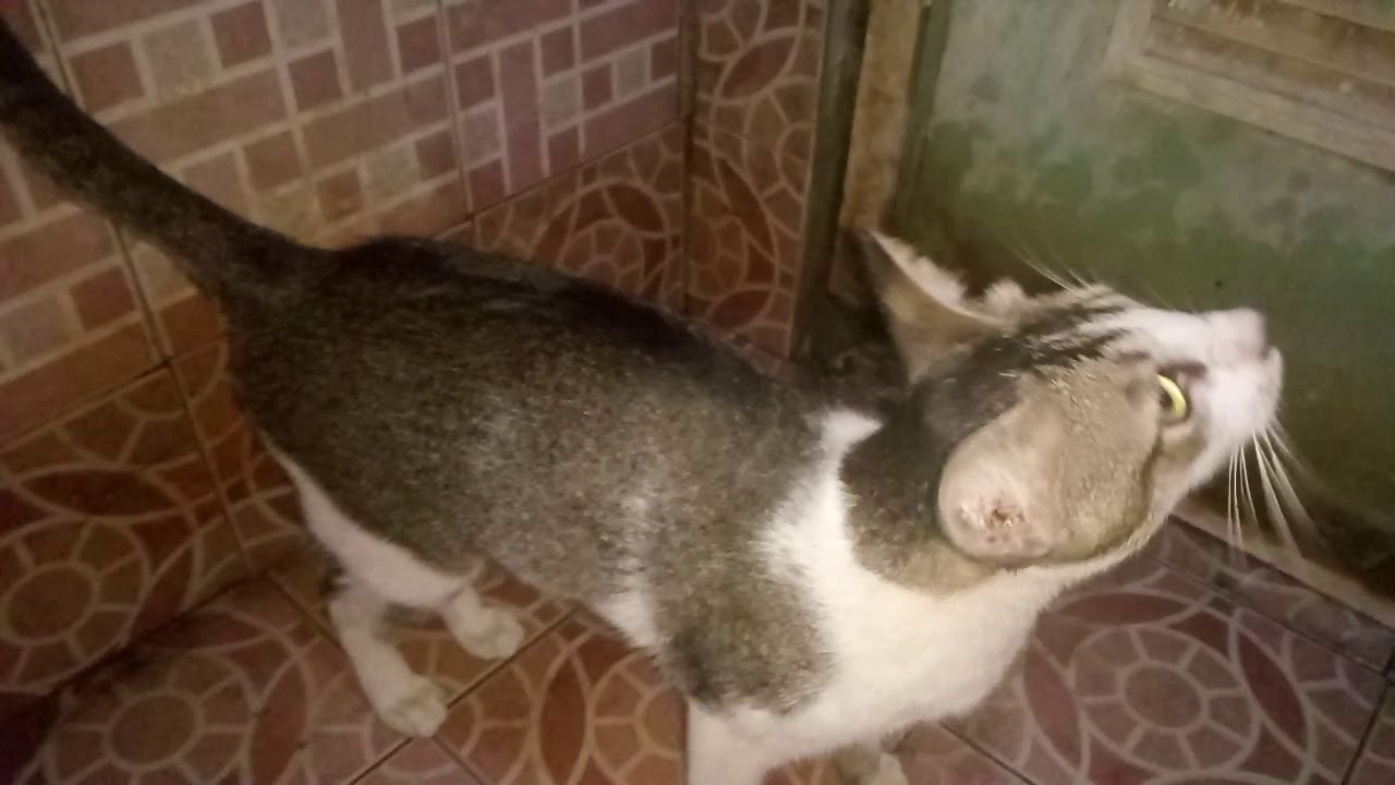 Cara melatih kucing pup di wc 