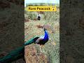 Shocking Peacock Catching Video 😱 | Rare Forest Wildlife Moment 🦚 #birds #peacock #wildlife