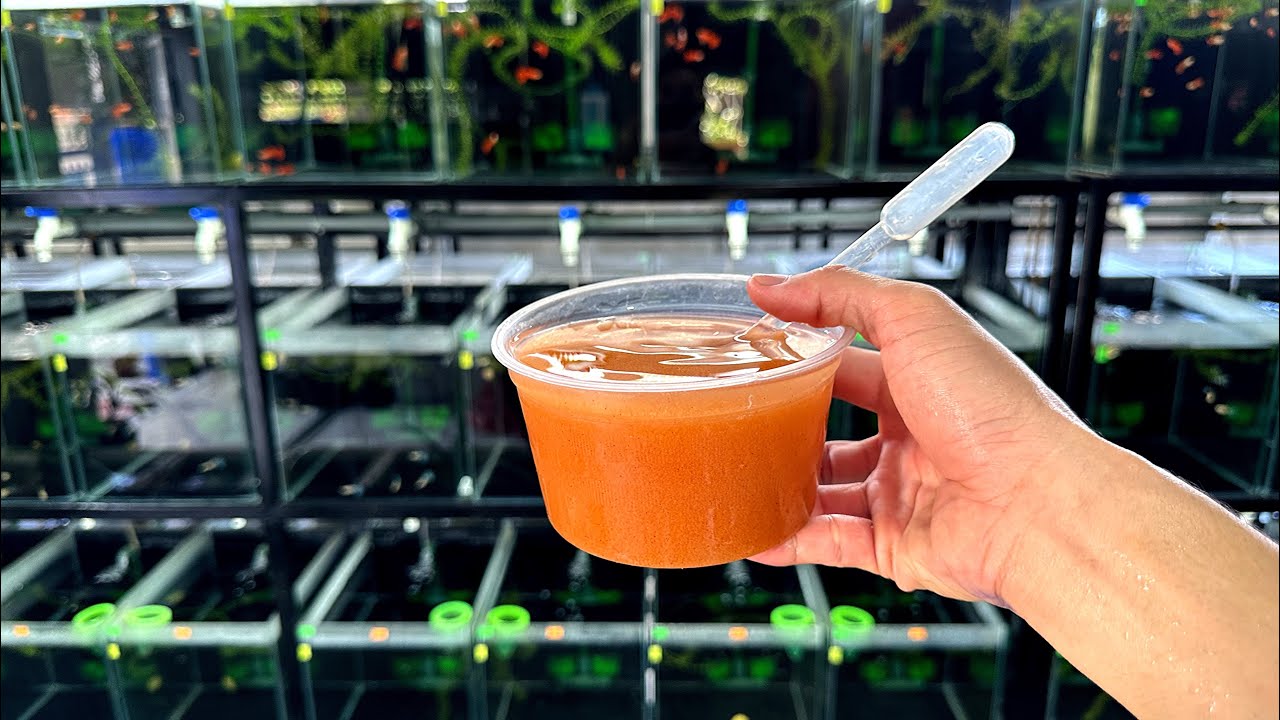 Cách Ấp Artermia Và Xử Lý Trứng Chìm Đạt Hiệu Quả Cao | Chia Sẻ Kinh Nghiệm Nuôi Cá 7Màu | Dat Guppy