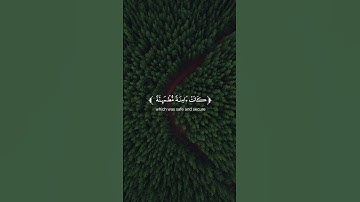 ريلز القران الكريم- بدون حقوق HD