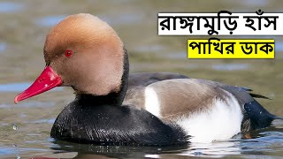 রাঙ্গামুড়ি হাঁস পাখির ডাক রিংটোন | Red Crested Pochard Call | Pochard Duck Sound@wildindiamit​