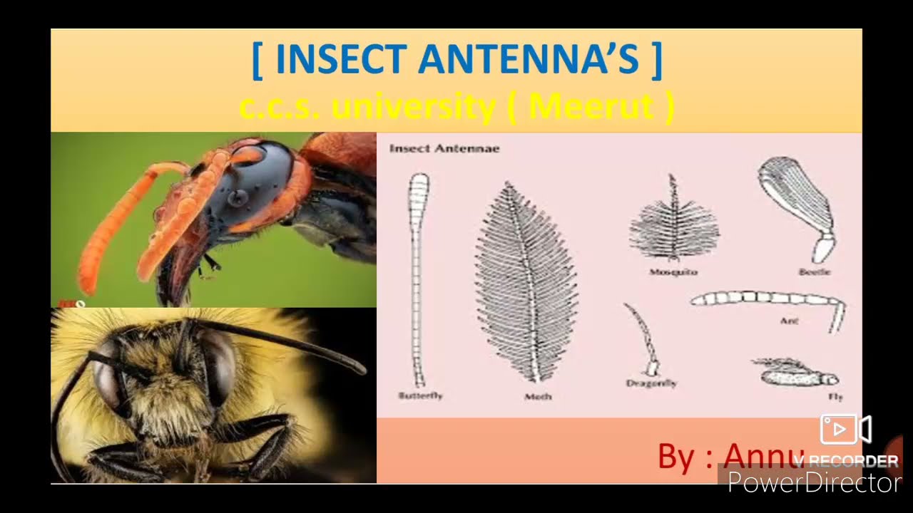 INSECT ANTENNA Types Of Insect Antennae structure And Function Of INSECT ANTENNA Types Of Insect Antennae structure And Function Of