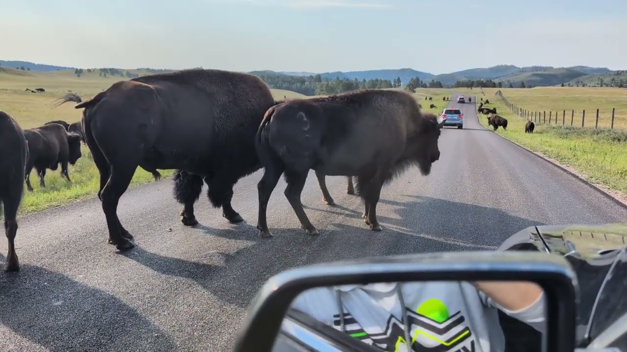Wild Life Loop - Custer State Park, SD '25