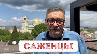 Саженцы.