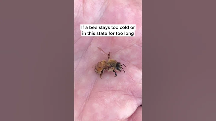 How Bees Survive the Cold Weather