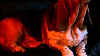 berte and shirley howling by Ally Crombie 397 views 10 years ago 1 minute, 11 seconds