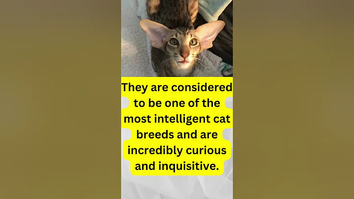 Watch the video about Must-Know Facts Oriental shorthair cat #youtubeshorts #catshorts #catlover