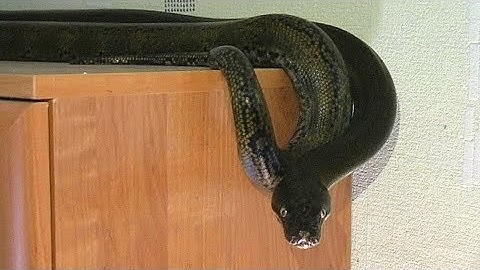 Сетчатый питон забирается на шкаф - любимое место / Reticulated Python climbs on the wardrobe