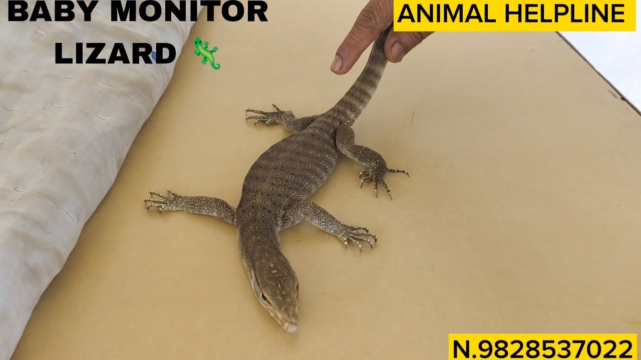 Monitor Lizard Rescue YouTube monitor-lizard-rescue-youtube