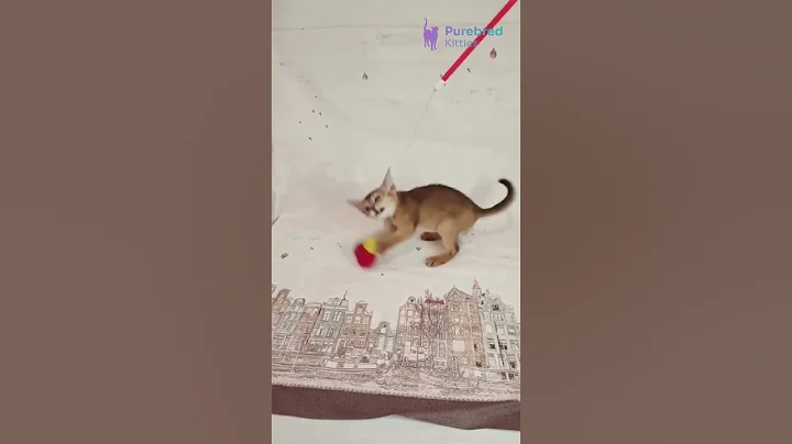 Watch the video about Adopt Diana