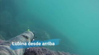 lubina desde arriba, Salvimar Predathor vuoto 85