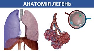 Анатомія легень