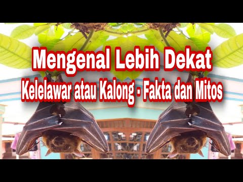 Mengenal Lebih Dekat Kelelawar atau Kalong - Fakta Mitos