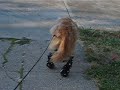 Tbone and Orthopets Boots