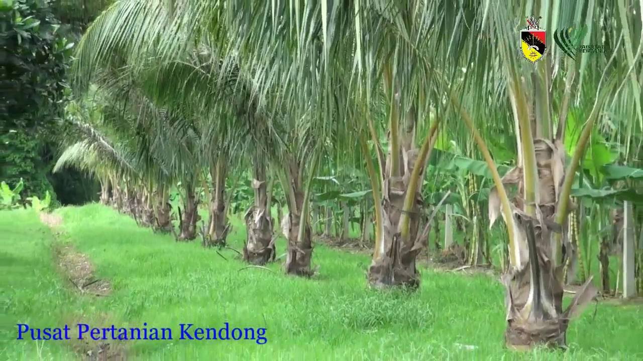 Pusat Pertanian, Jabatan Pertanian Negeri Sembilan - YouTube