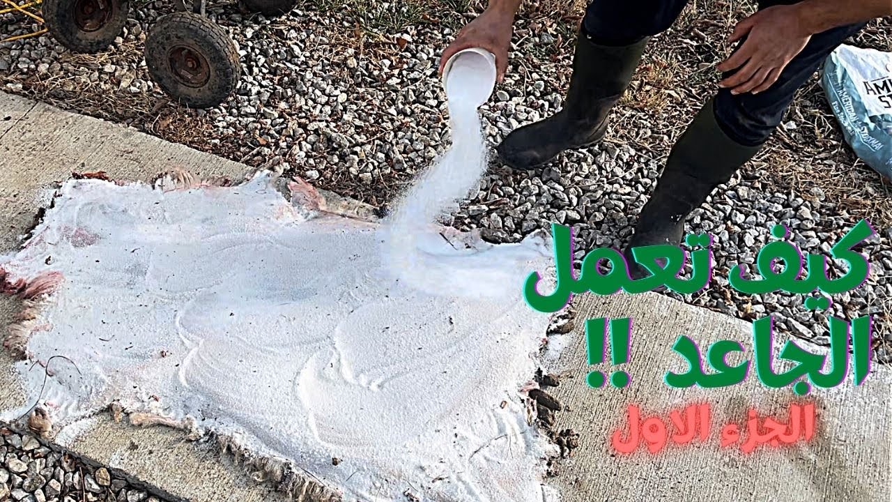 !!طريقة عمل الجاعد و شو علاقة (مخ الخاروف ) بالموضوع الجزء الاول؟ - YouTube