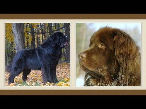 Újfundlandi kutya [fajtabemutató]