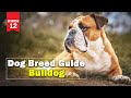 Bulldog  wonderful and unique companion