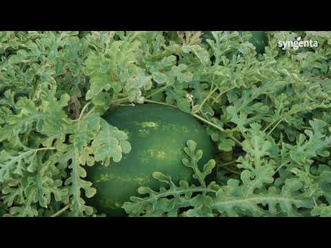 Videó: Mikor kell betakarítani a zöldcsíkos tököt?