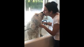 HUGE Doodle gets Colorful Makeover! #doggrooming #dog #petcare  #jillymoochgrooms #petgrooming #pets by Jilly Mucciarone 59 views 2 months ago 12 minutes, 24 seconds