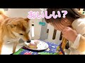 ケーキを食べる柴犬に「おいし？」と感想を聞きまくる1歳娘