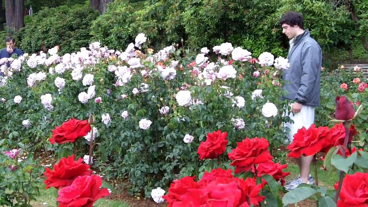 Portland Rose Garden July 2010 YouTube