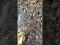 Bees get pollen in hive.