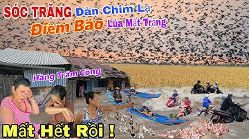 SÓC TRĂNG Chuyện Lạ Hàng Triệu Con Chim Bay Về, Hàng Trăm Công Lúa Mất Trắng Nước Ngập Khắp Nơi