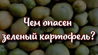 Чем опасен зеленый картофель для организма человека?