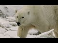 Face to Face with Polar Bears | 4K Nature Documentary