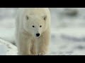 Face to Face with Polar Bears | 4K Nature Documentary