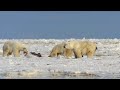 Face to Face with Polar Bears | 4K Nature Documentary