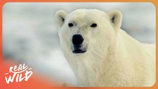 Face to Face with Polar Bears | 4K Nature Documentary