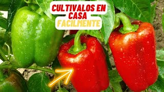 2 Metodos Para Sembrar PIMIENTOS en Casa #huerta