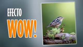 REVELADO CREATIVO en fotografía de aves | LIGHTROOM CC screenshot 3